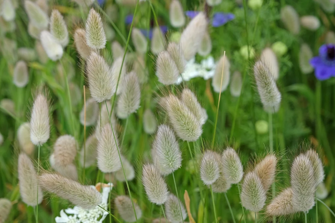 yorkshire-seeds2963915