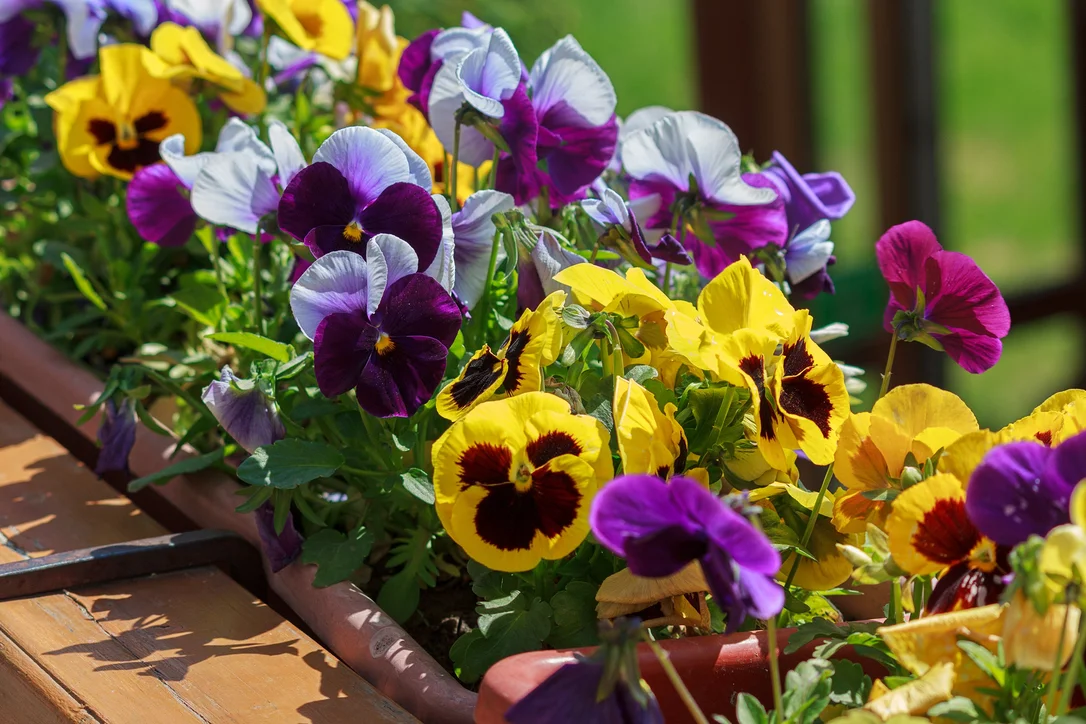 yorkshire-seeds2963977