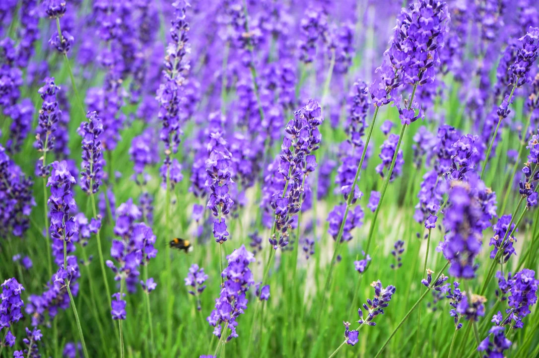 yorkshire-seeds2964236