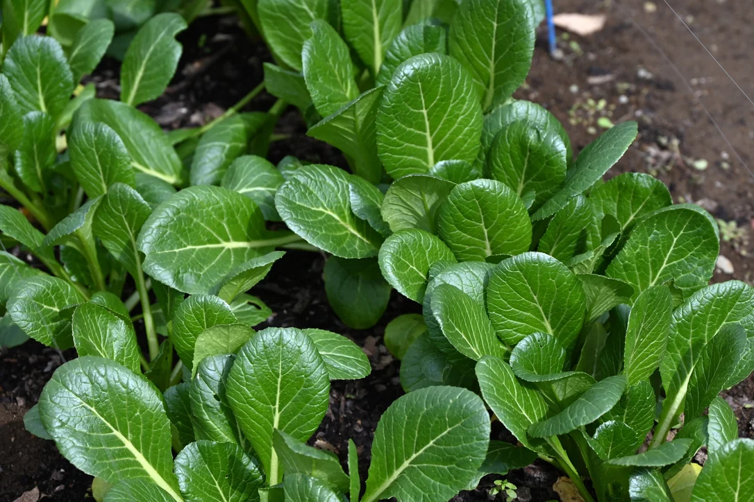 yorkshire-seeds2964400