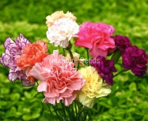 yorkshire-seeds2964509