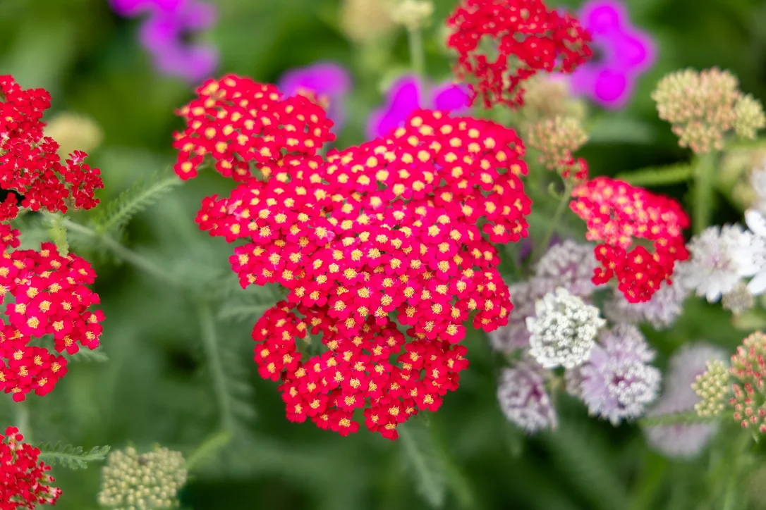 yorkshire-seeds2964969