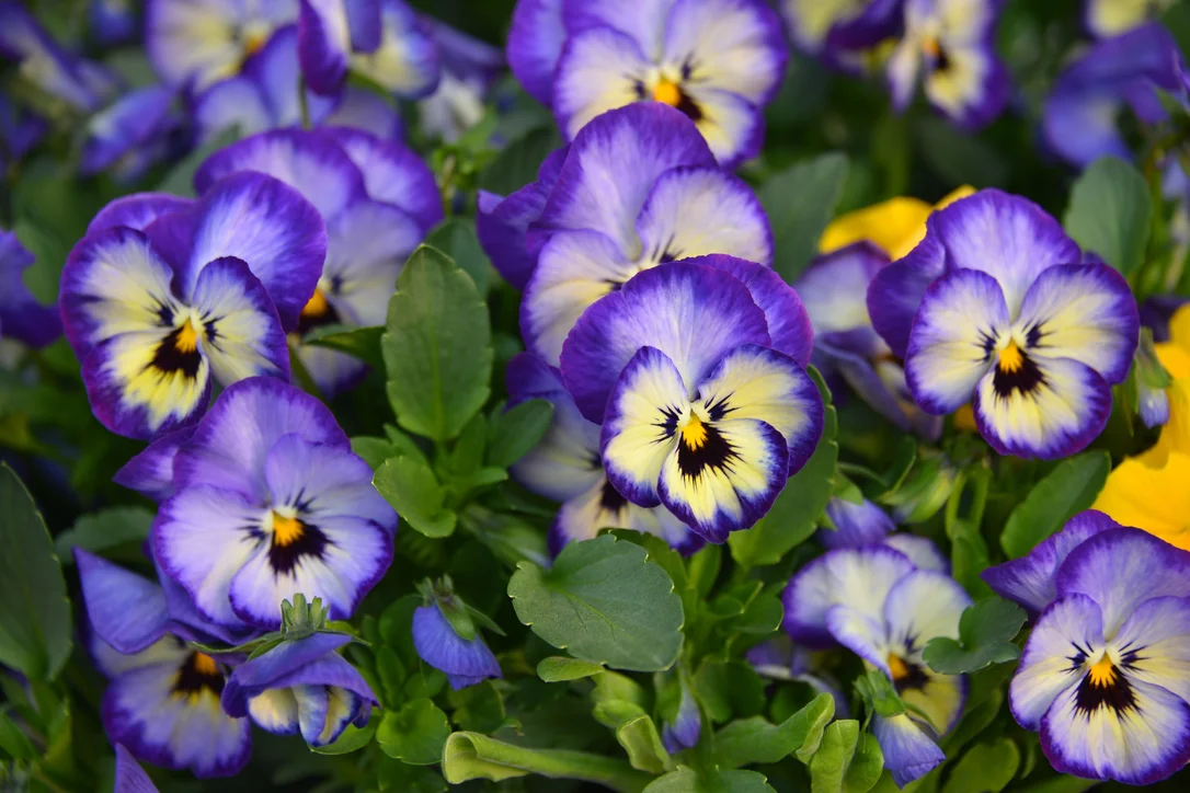 yorkshire-seeds2965034