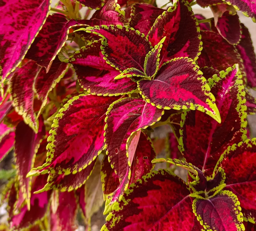 yorkshire-seeds2965264