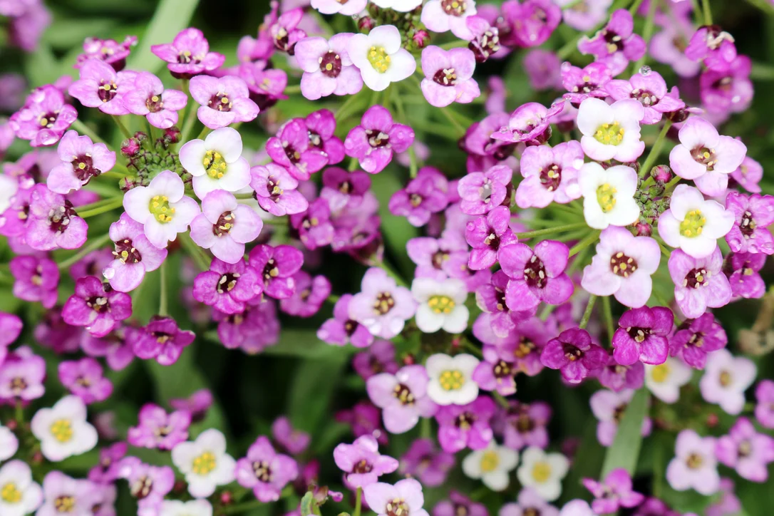 yorkshire-seeds2965479