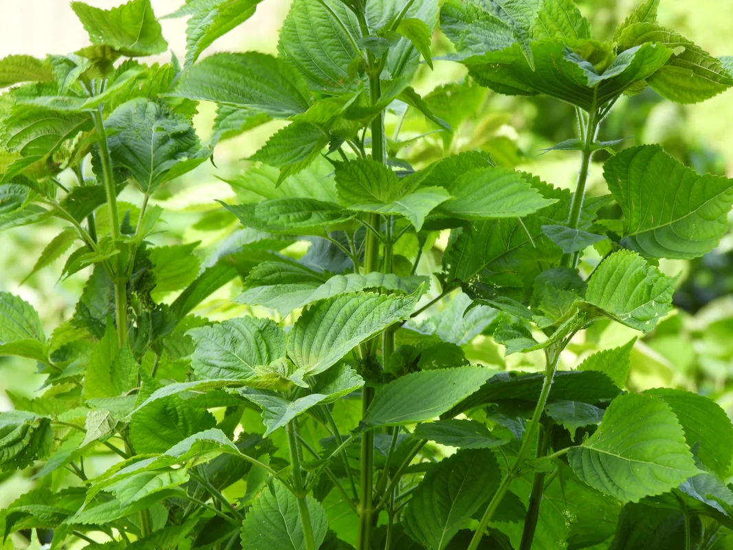 yorkshire-seeds2965599