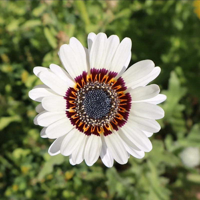 yorkshire-seeds2965658