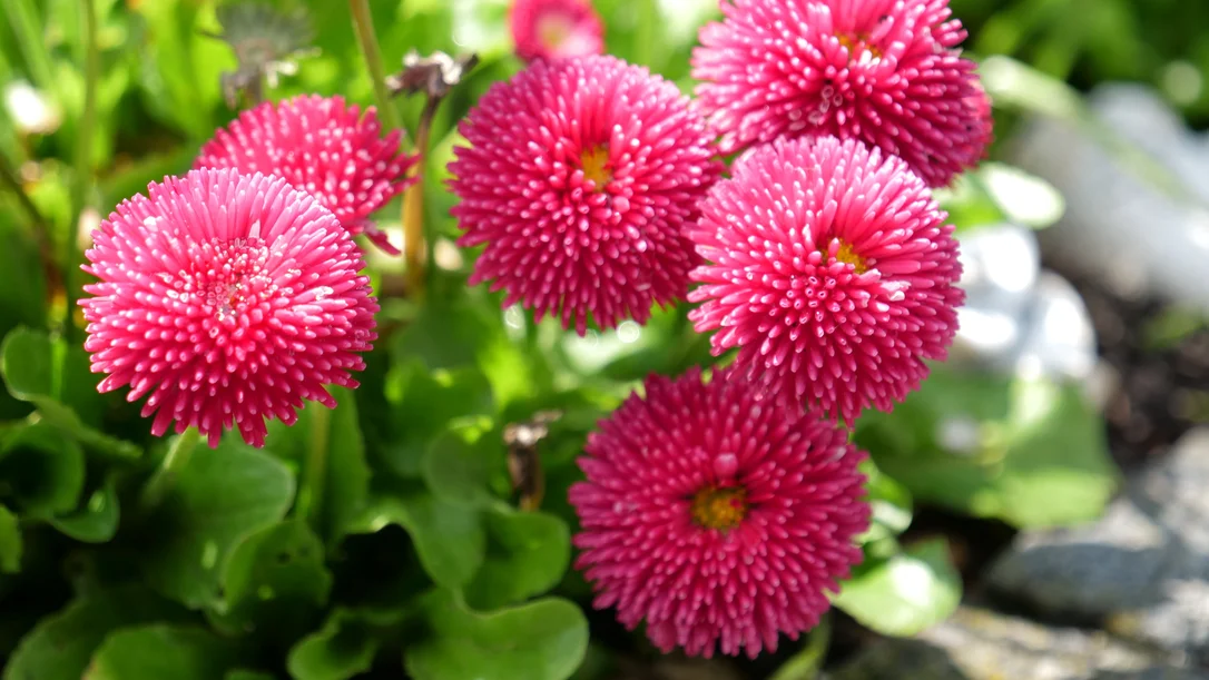 yorkshire-seeds2965819