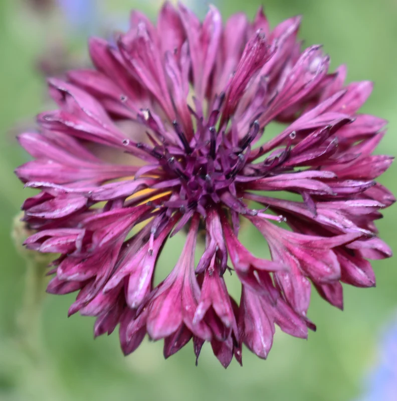 yorkshire-seeds2965895