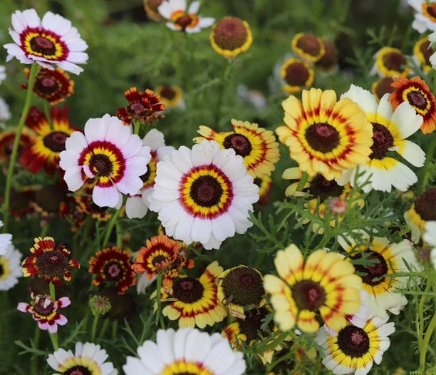 yorkshire-seeds2965910