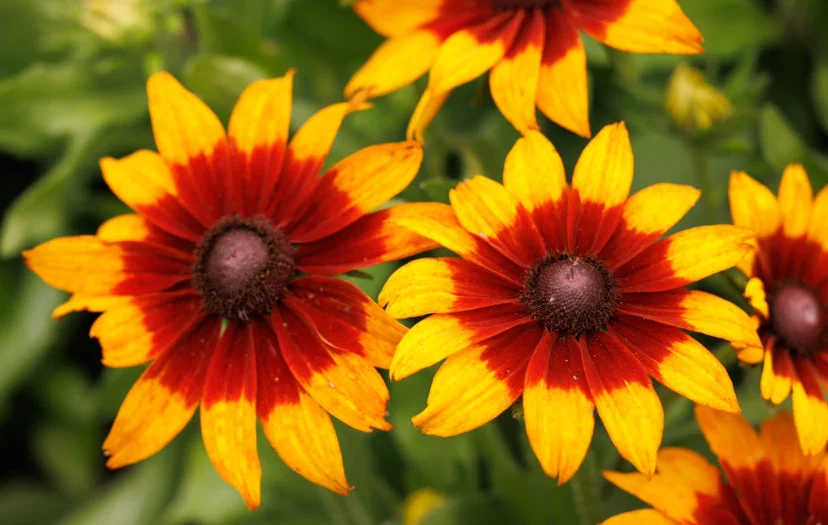 yorkshire-seeds2965989