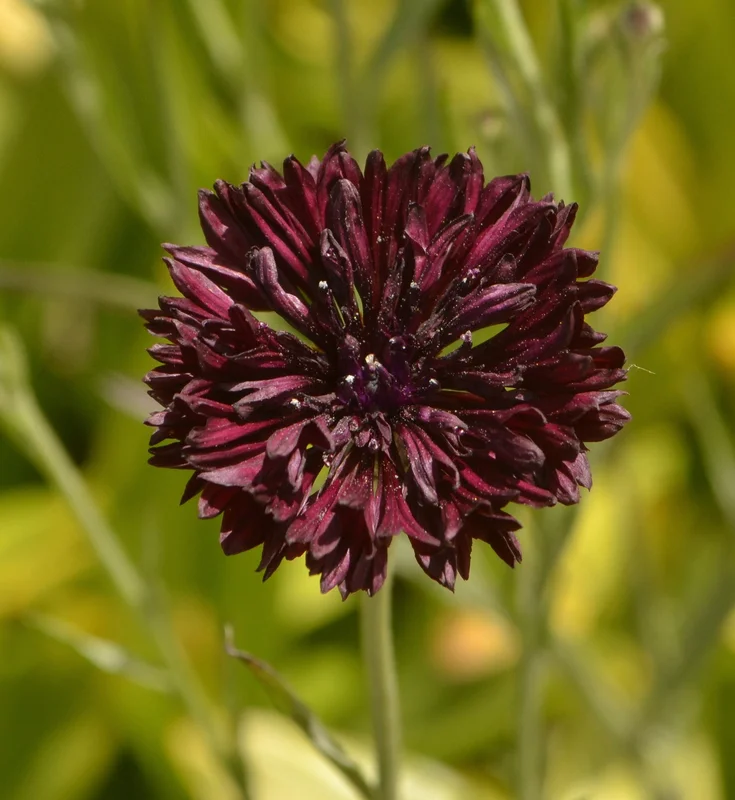 yorkshire-seeds2966281