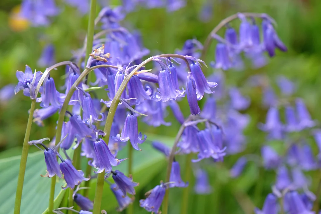 yorkshire-seeds2966461
