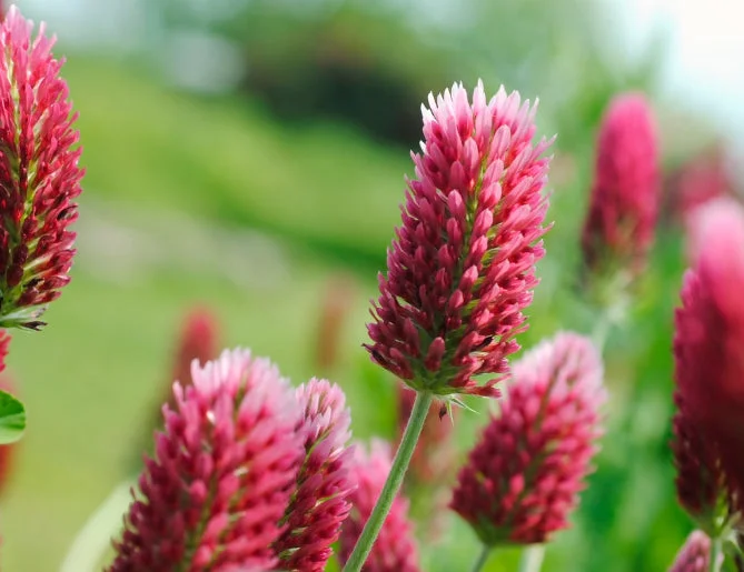 yorkshire-seeds2966545