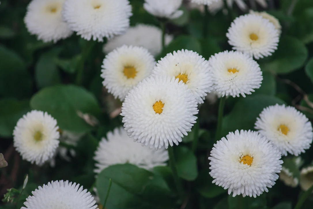 yorkshire-seeds2967058