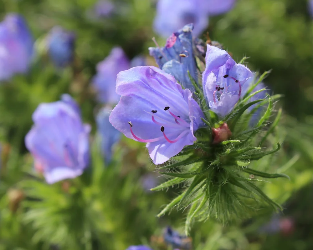 yorkshire-seeds2967450