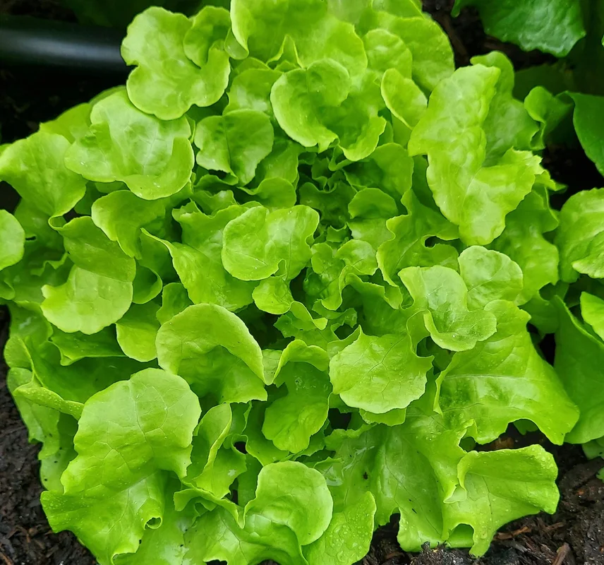 yorkshire-seeds2967828