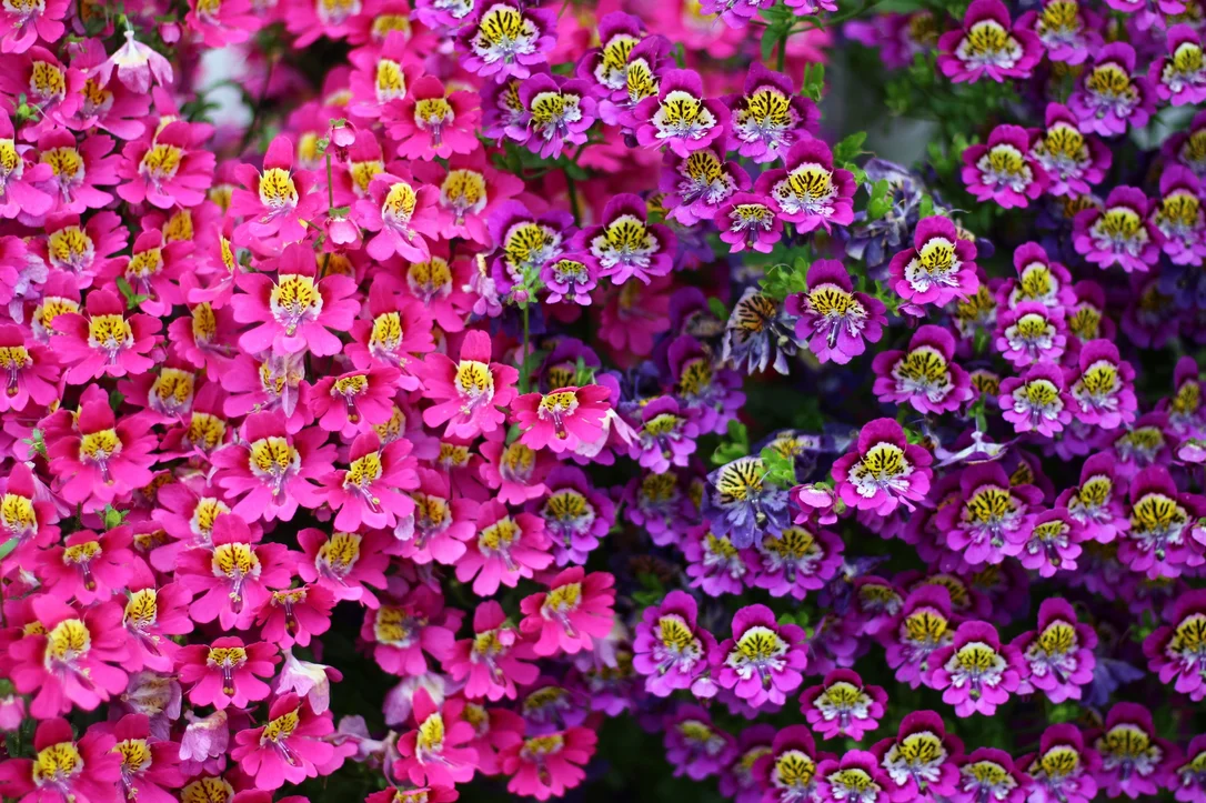 yorkshire-seeds2967945