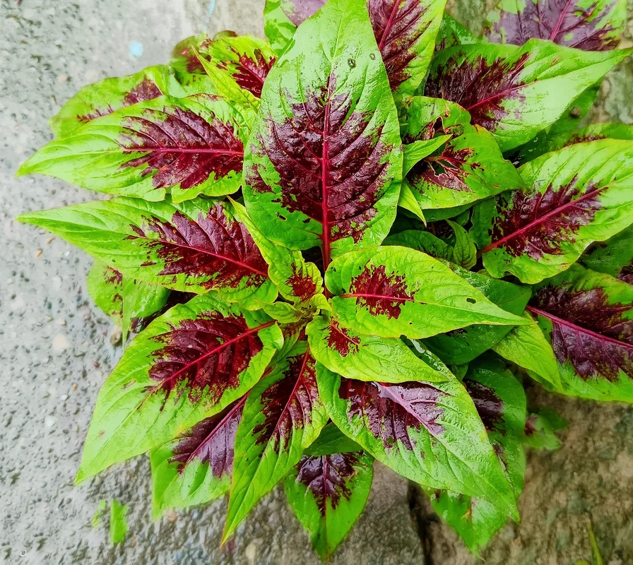 yorkshire-seeds2968289