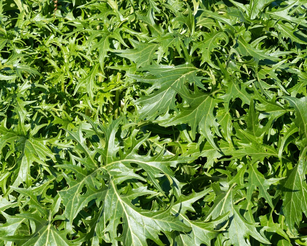 yorkshire-seeds2968519