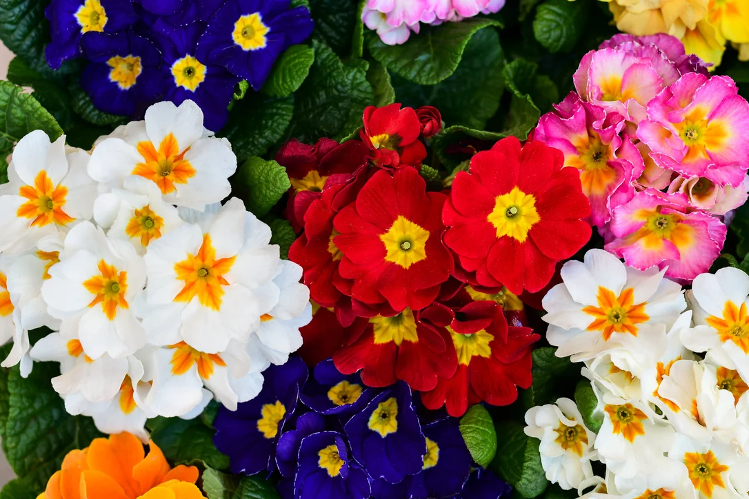yorkshire-seeds2968650
