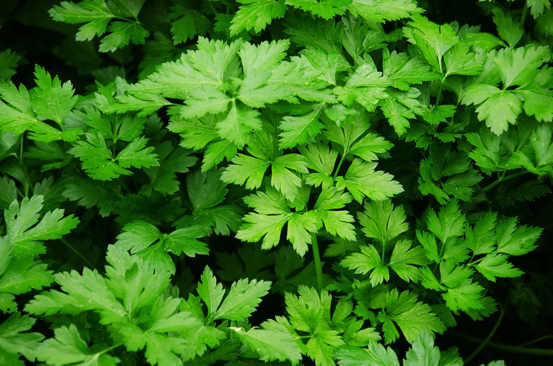 yorkshire-seeds2968787