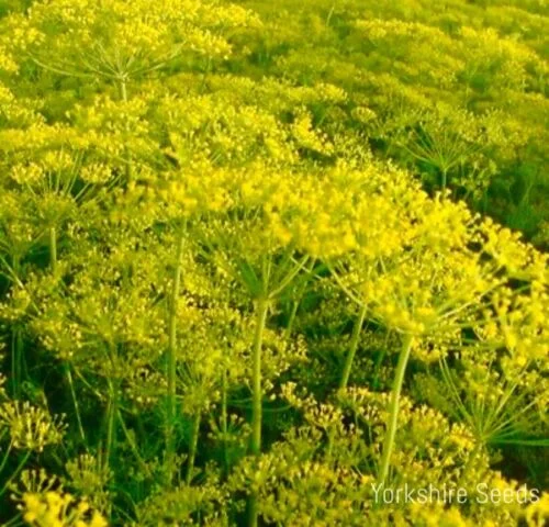 yorkshire-seeds2968803