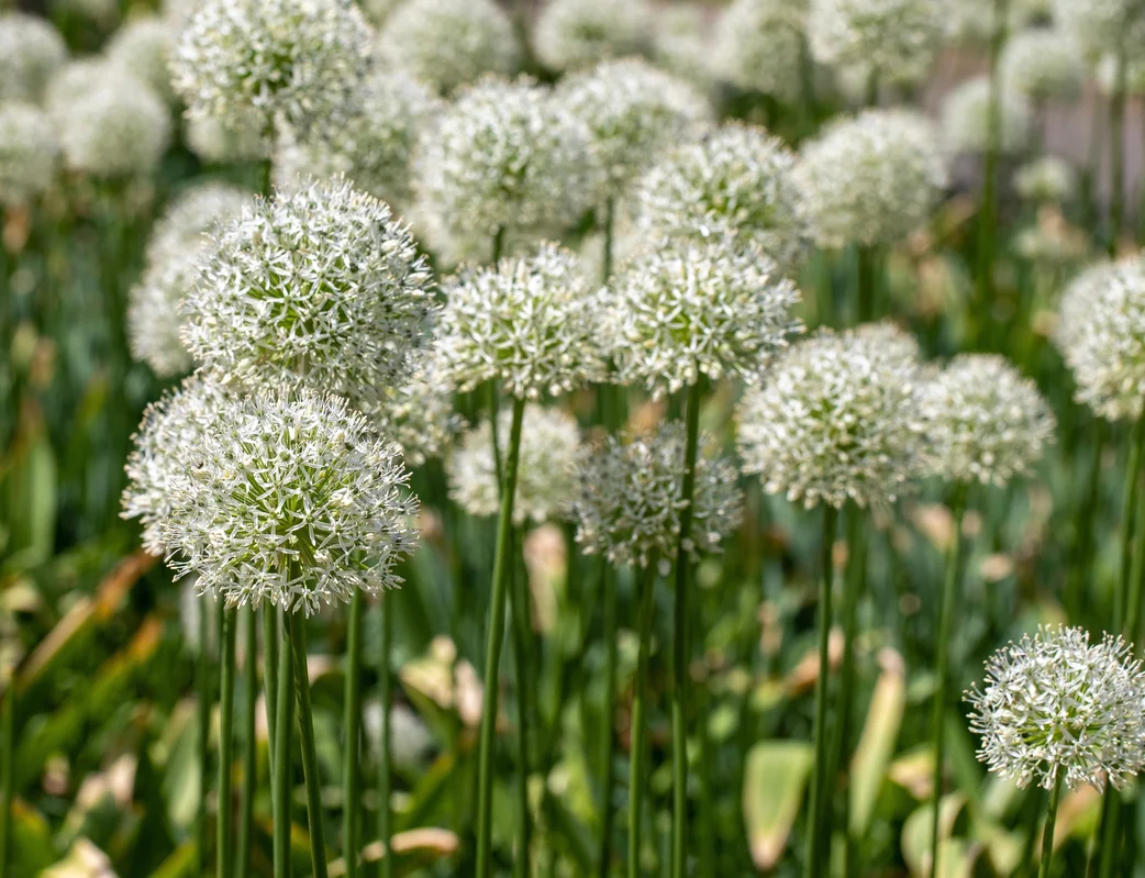 yorkshire-seeds2969680