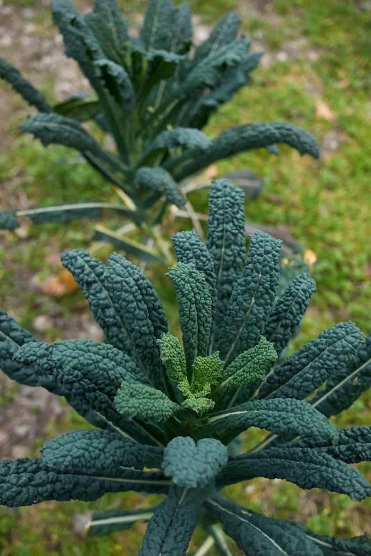 yorkshire-seeds2969913