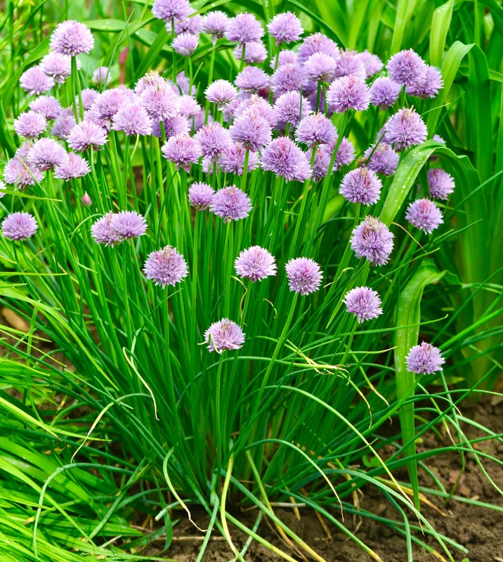 yorkshire-seeds2970145