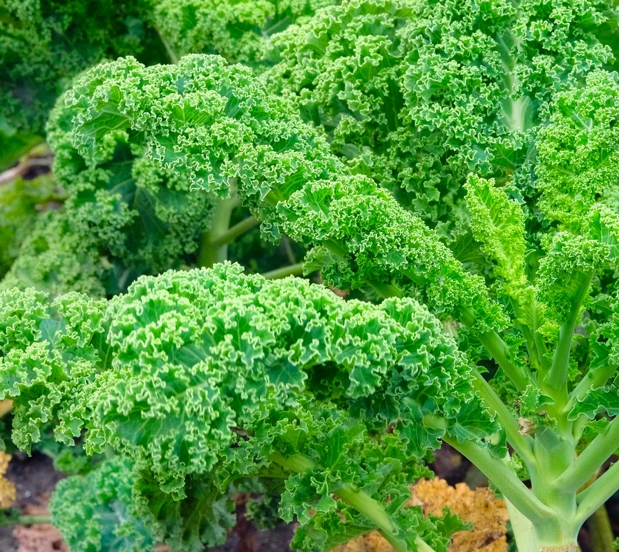 yorkshire-seeds2970978