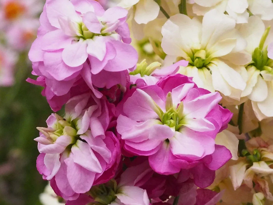 yorkshire-seeds2971058