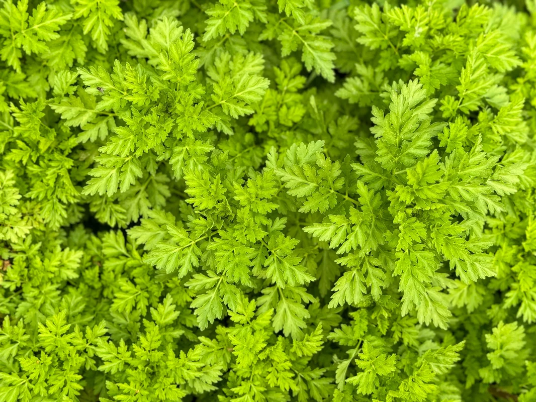 yorkshire-seeds2971388