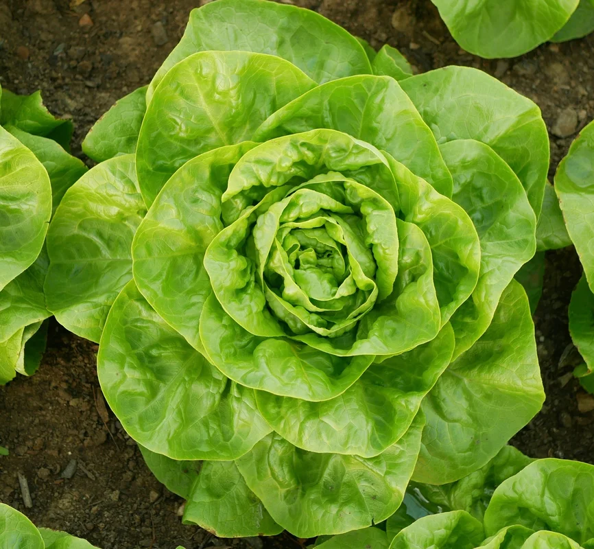 yorkshire-seeds2971740
