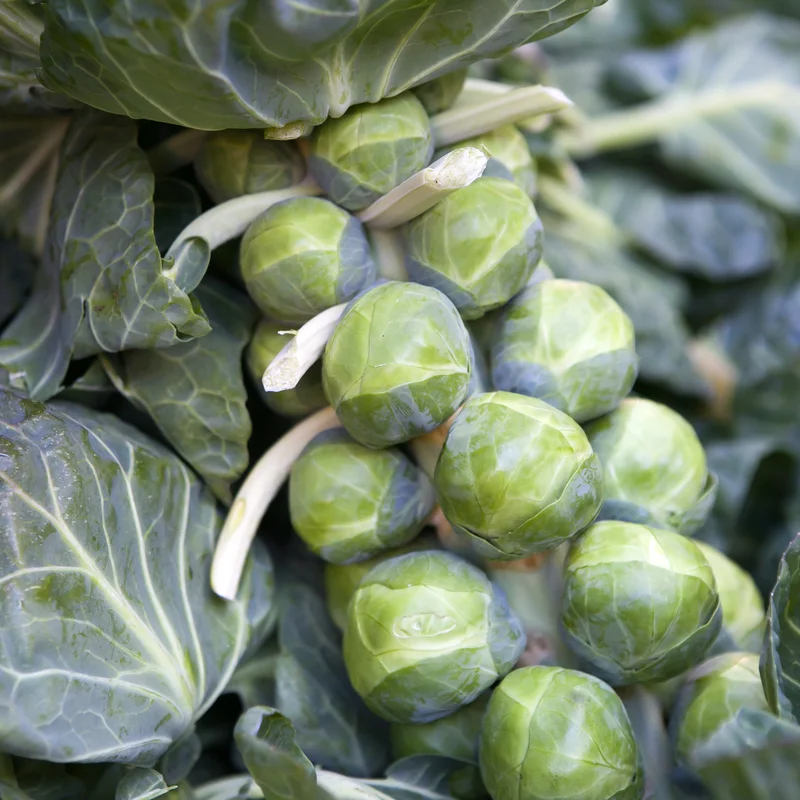 yorkshire-seeds2972238