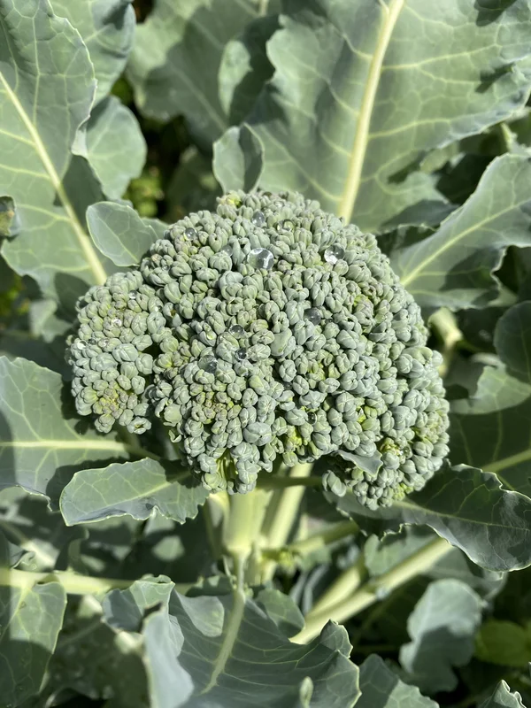 yorkshire-seeds2972604