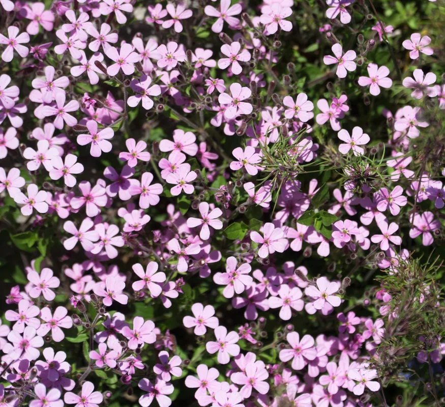 yorkshire-seeds2973118