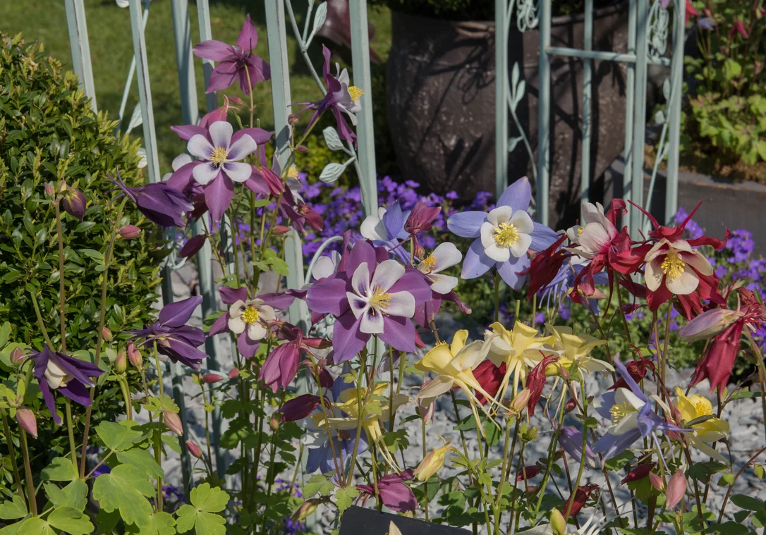 yorkshire-seeds2973409