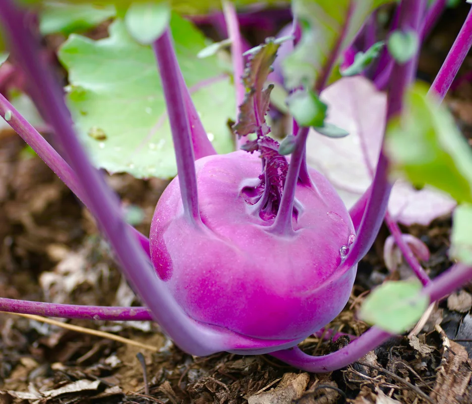 yorkshire-seeds2973509