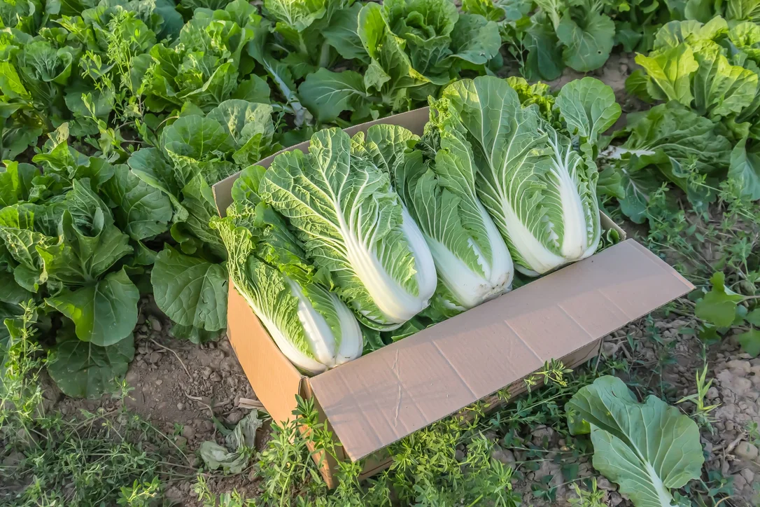 yorkshire-seeds2973852