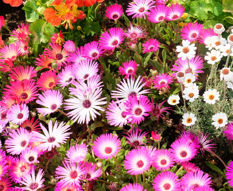yorkshire-seeds2974127