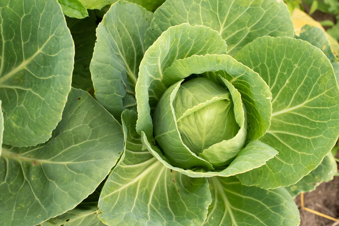 yorkshire-seeds2974578