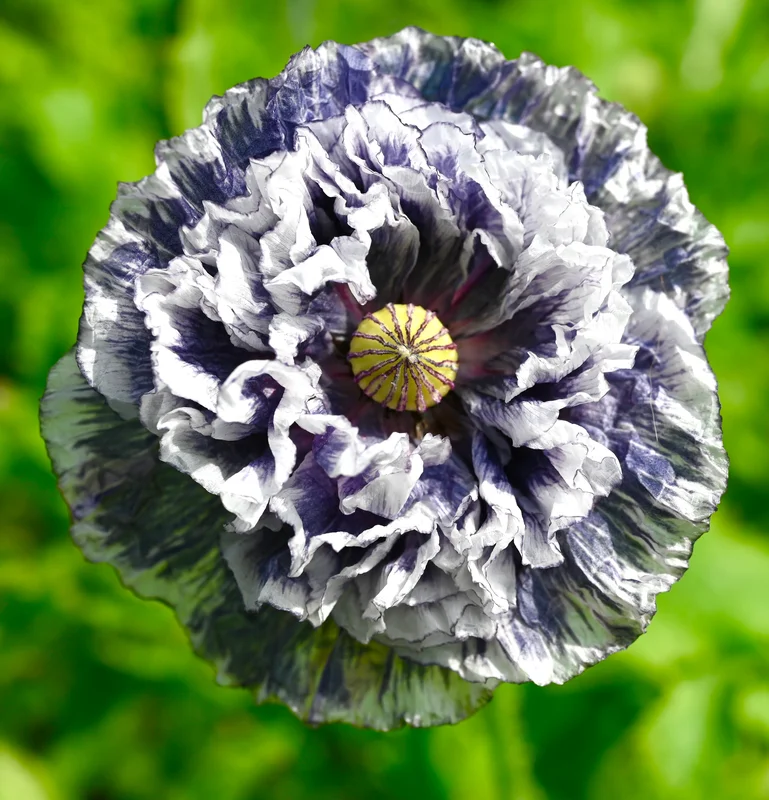 yorkshire-seeds2975034