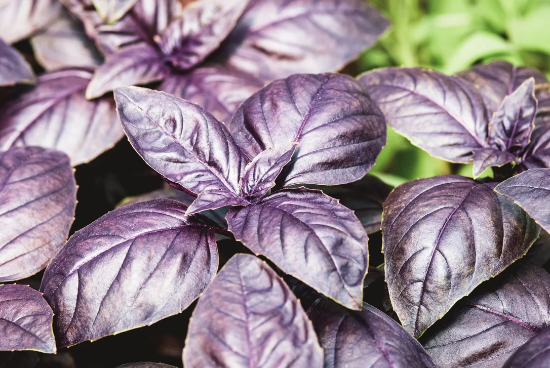 yorkshire-seeds2975156