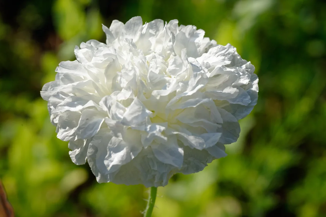 yorkshire-seeds2975392