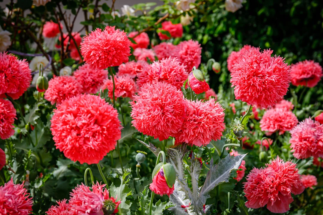 yorkshire-seeds2975543