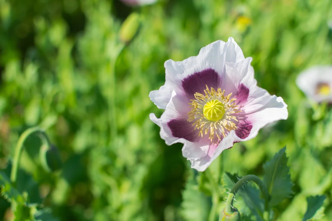 yorkshire-seeds2975634