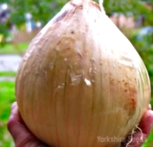 yorkshire-seeds2975651