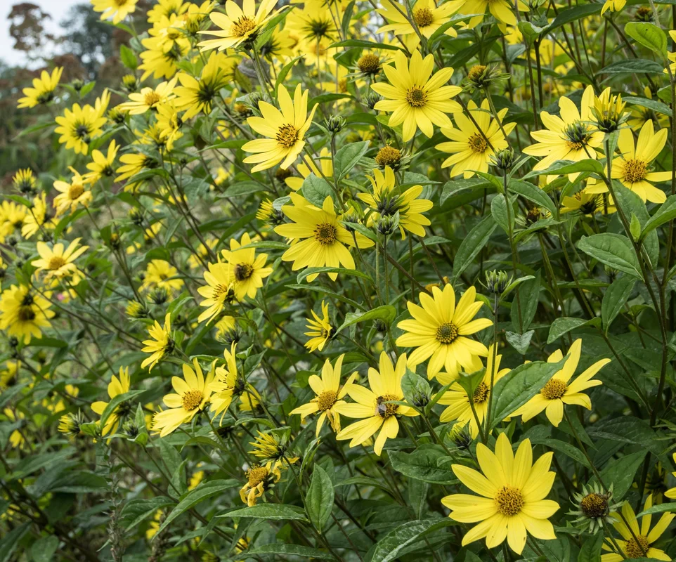 yorkshire-seeds2975762