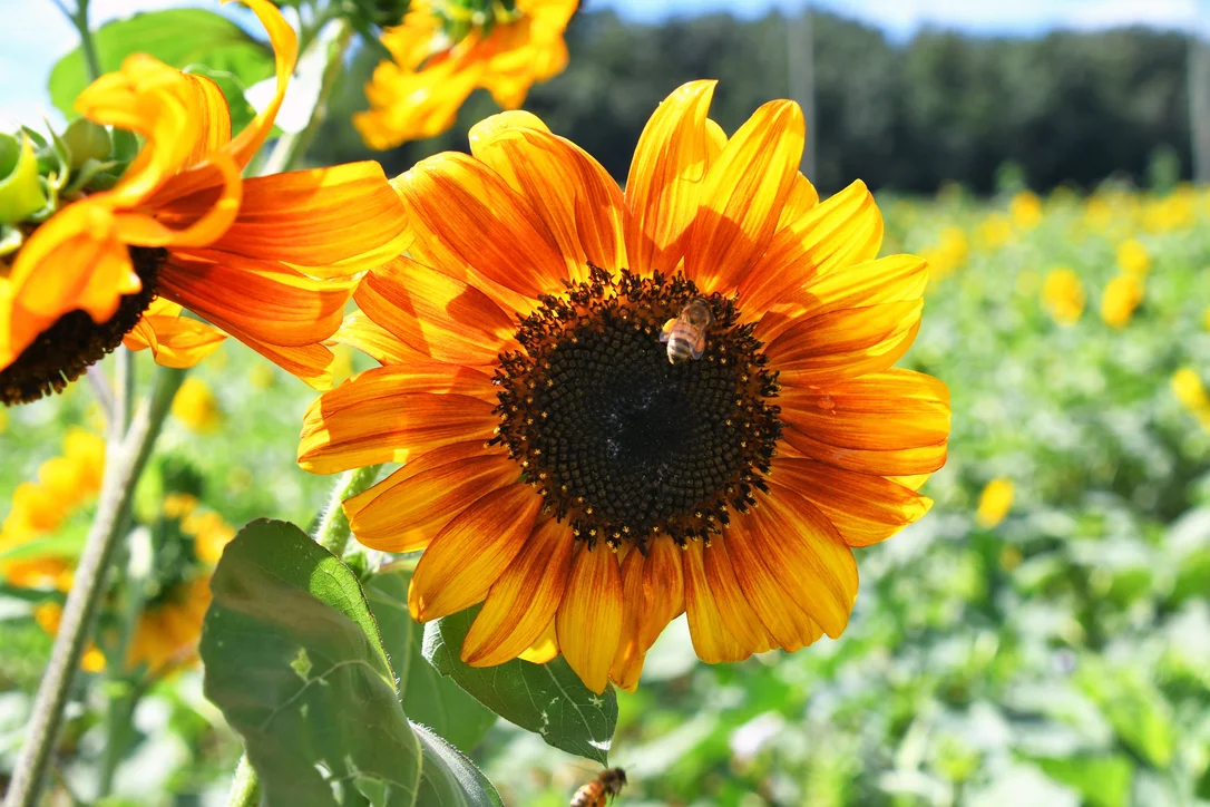 yorkshire-seeds2975877